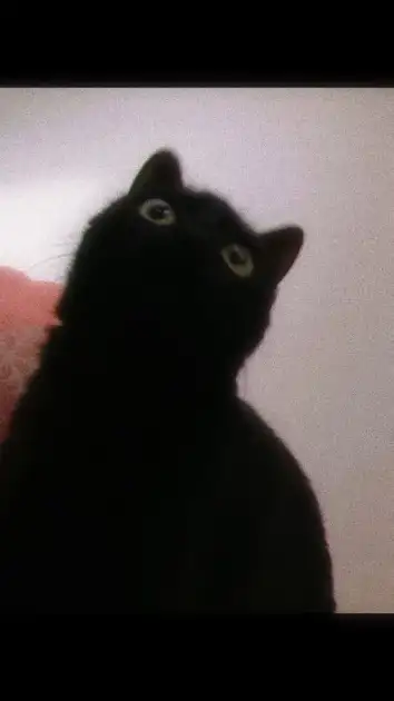 まかねこ アーティスト写真 1